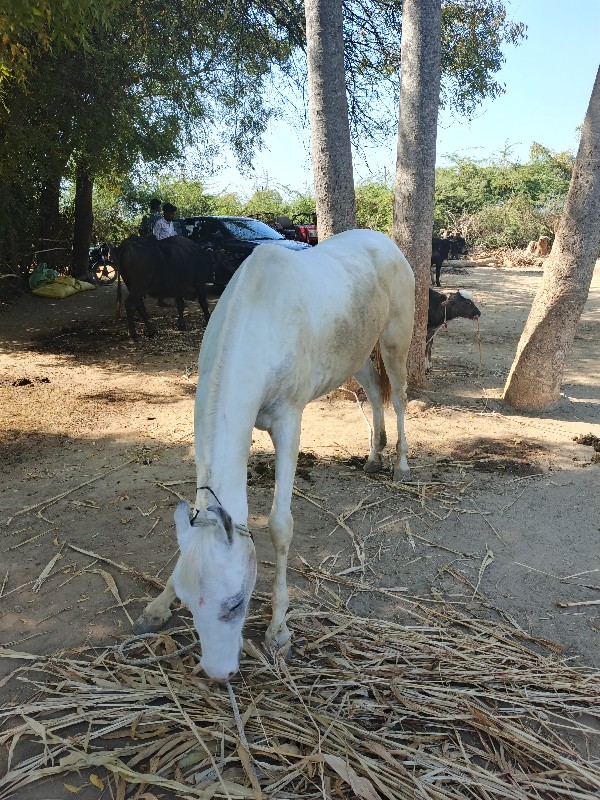 mandvino bhuka