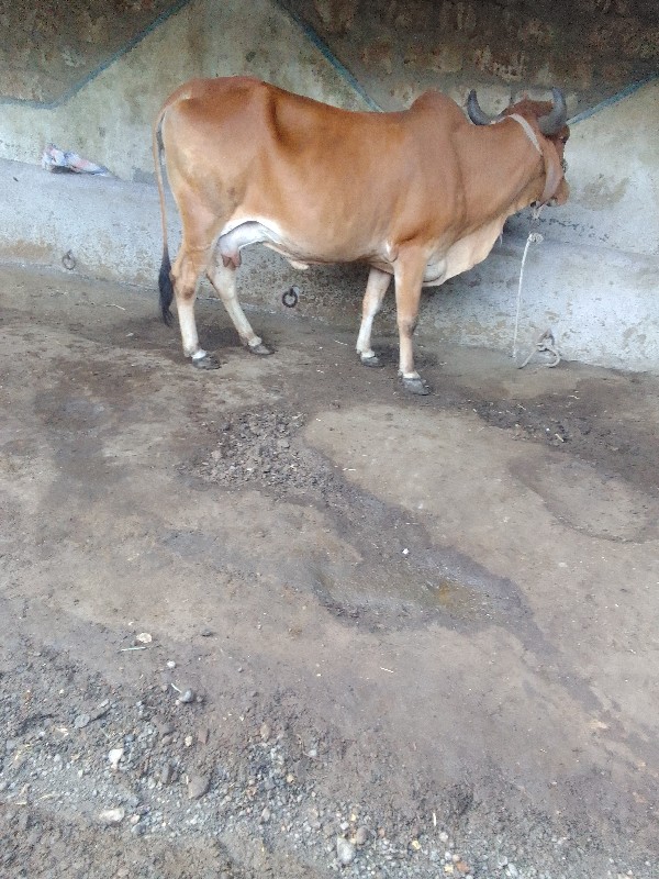 2,ઞાય વેશવાની છ...