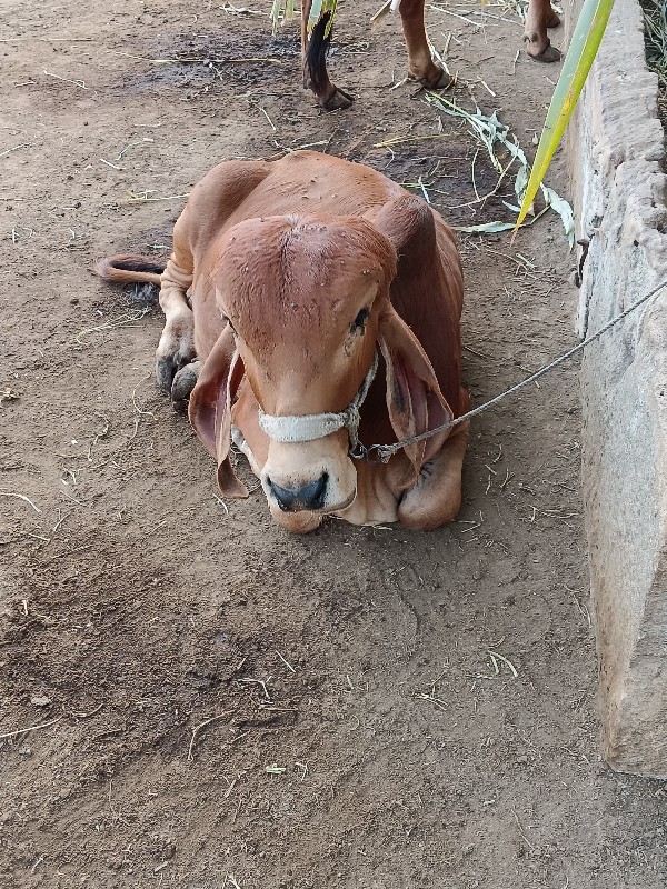 વાસડો‌ વેચવાનો...