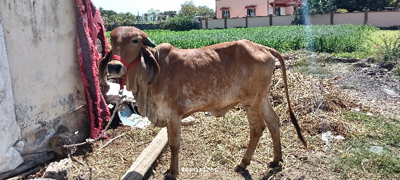 ઓરિજિનલ ગીર હોડ...