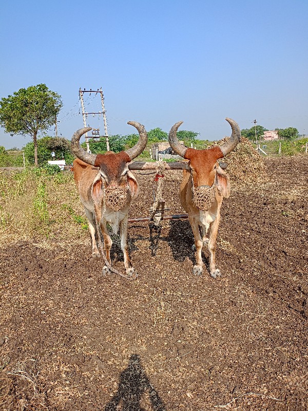 સાટુ કરવા નું છ...