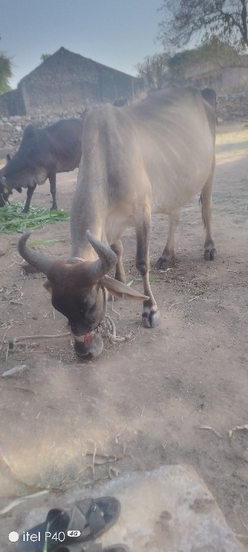 ગાય વેસ વાની છે