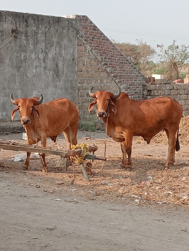 ગોધલા વેચવાના છ...