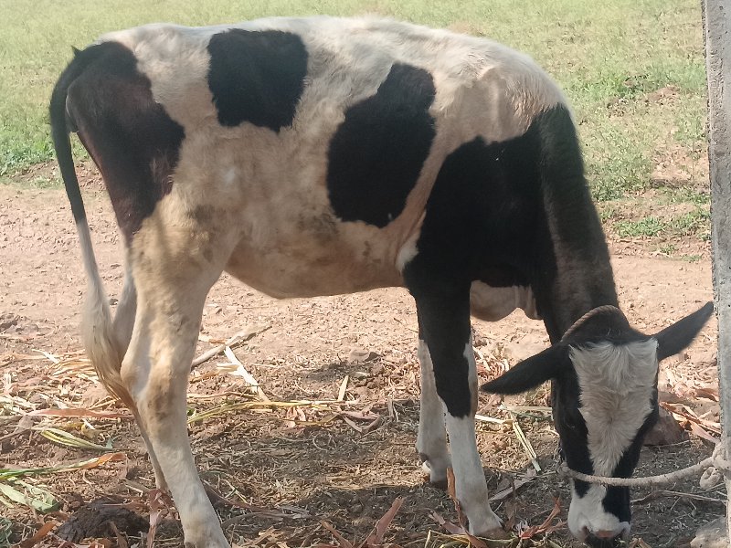 ઐશેફ