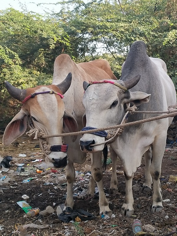 ગોઢલા વેચવાના છ...