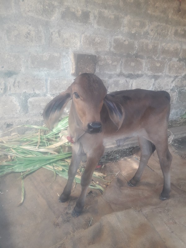 બીજું   વેતર વા...