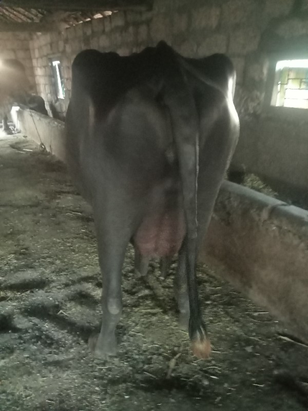 ભેંસ વેચવાની છે