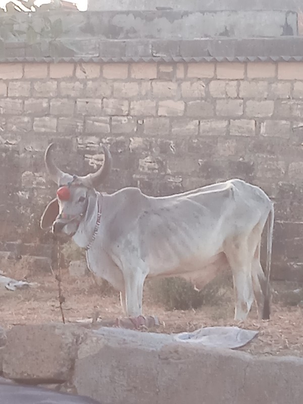 ગોઢલો વેચવાના છ...