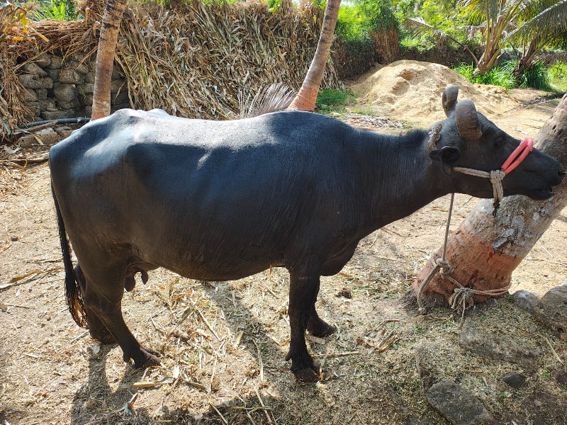ભેંસ વેચવાની છે...