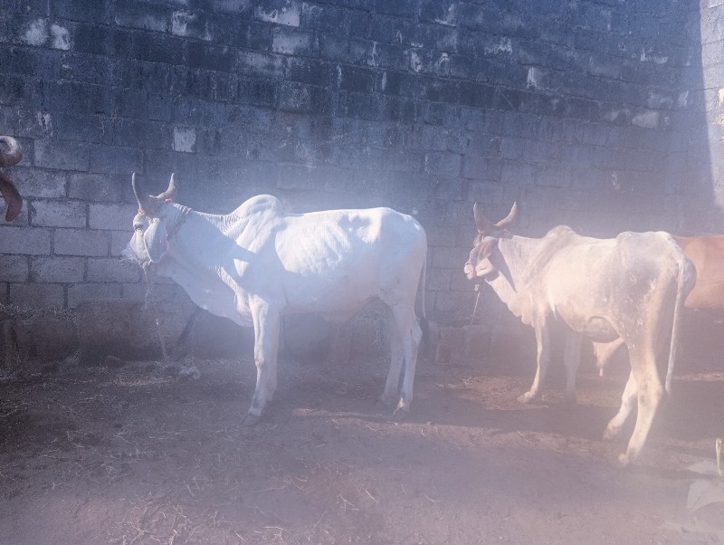 ગોડલા વેચવાના છ...