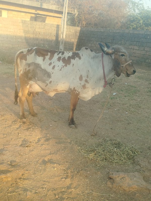 ગાય વેચવાની લીલ...