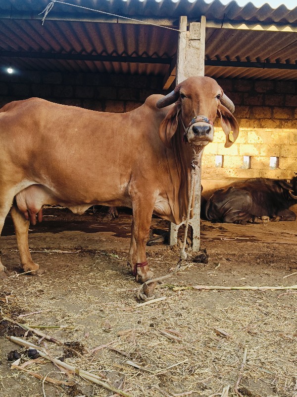 ગાય વેસવાનિ છે