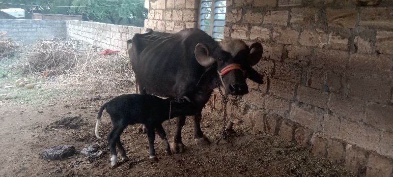 બે ભેસુ વેચવાની...