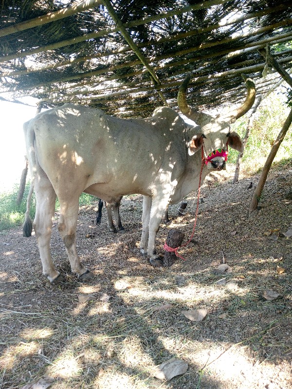 બરધ વેચવાના છે