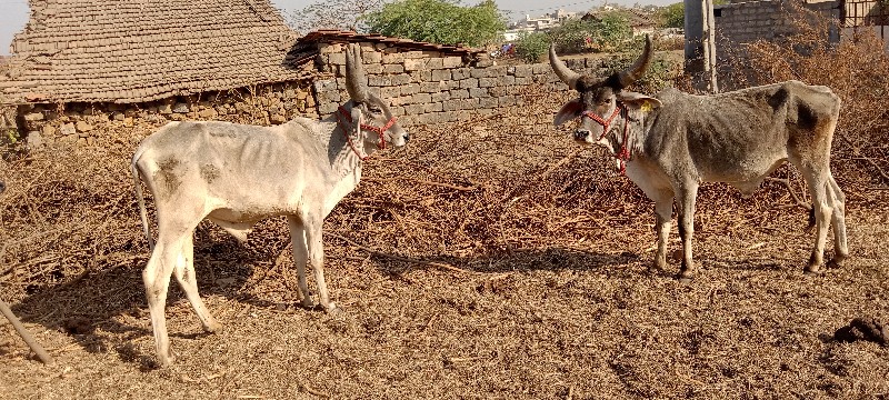 ગોઢલા વેચવાના છ...