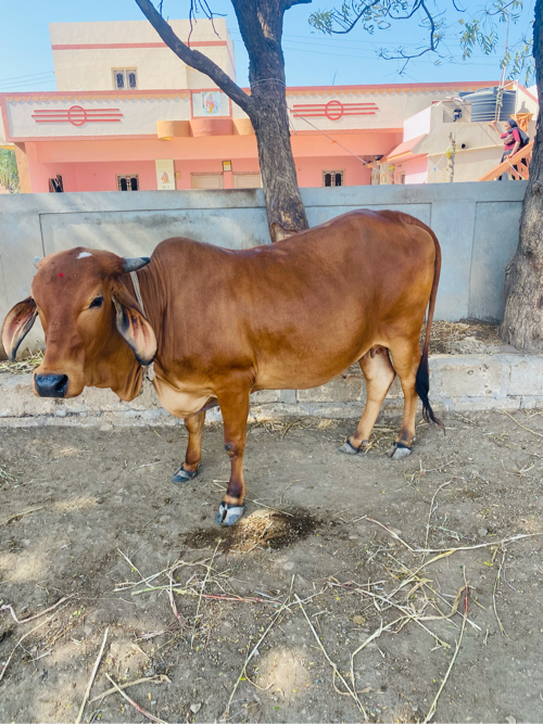 ગાય વેચવાની સે