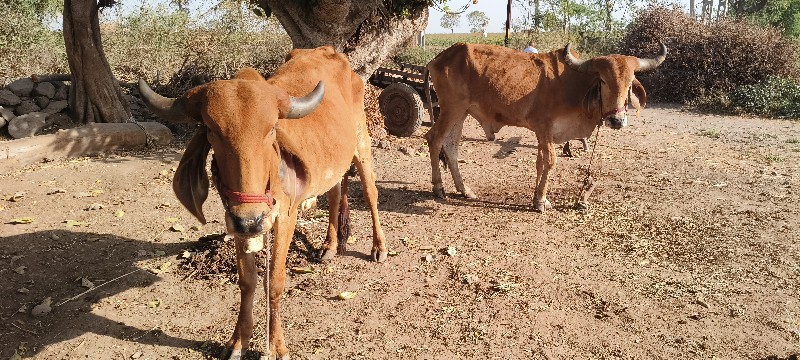 ગોધલા વેચવાના છ...