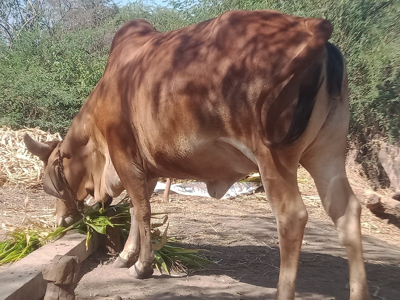 પેલું વેતર.