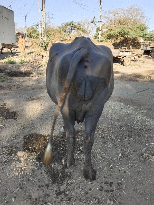 પેલુ વેતર ખડેલી...