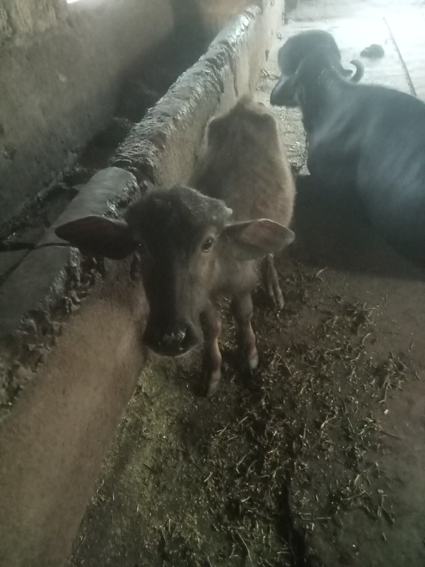 ભેંસ વેચવાની છે