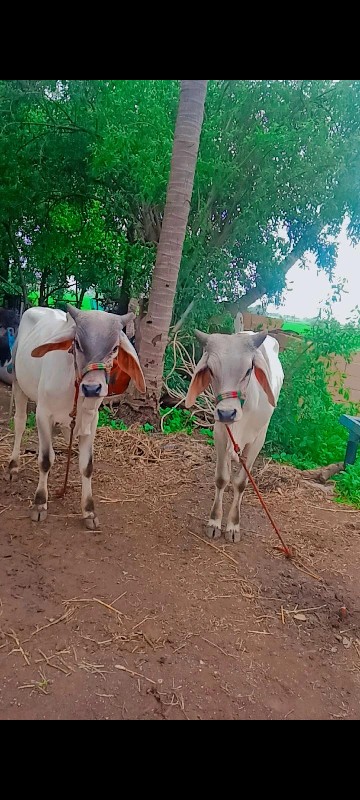 હા ગોડલા વેચવાન...