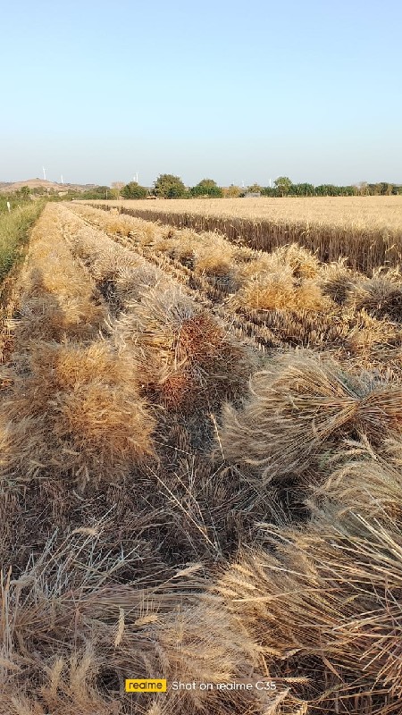 ઘાવ વાઢીને પૂળા...