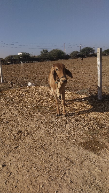 વેચવાનુ છે  સાવ...