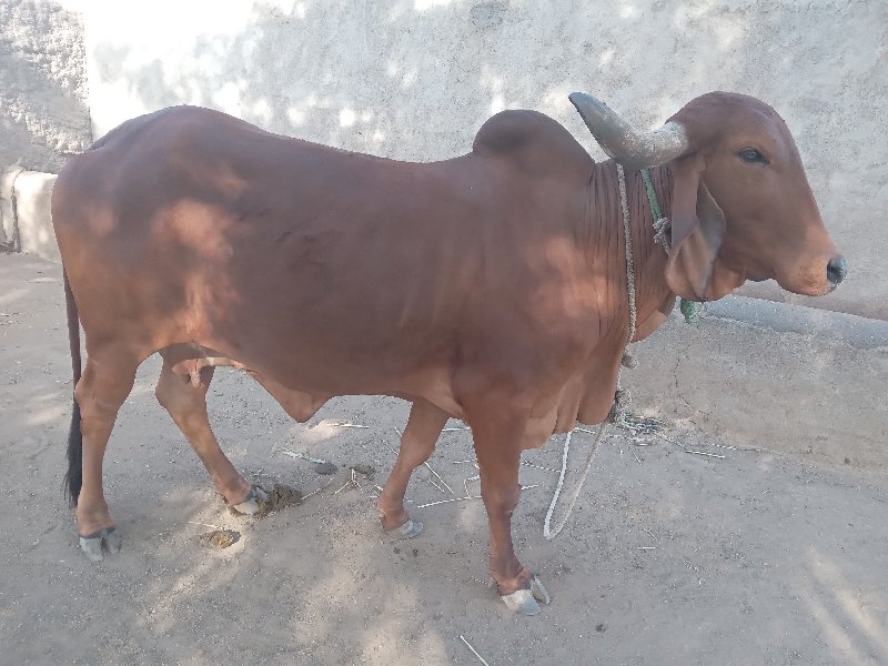 દેશી ગાય