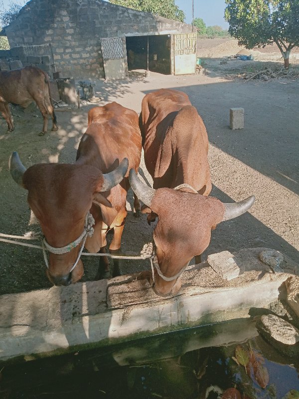 ગોઢલા