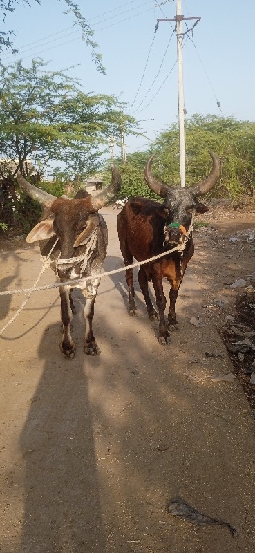 ગોદલા વેચવાના છ...