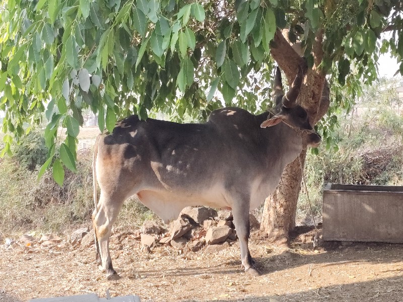 બળદ વેચવાના છે