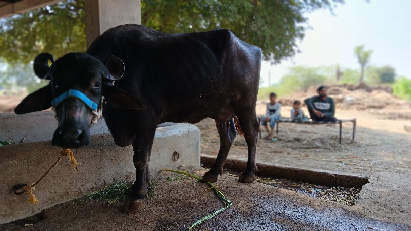 2. જુ વેતર