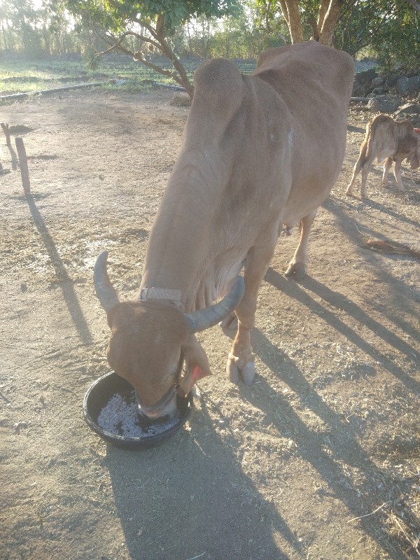 ગાય