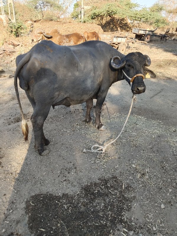 પેલુ વેતર ખડેલી...