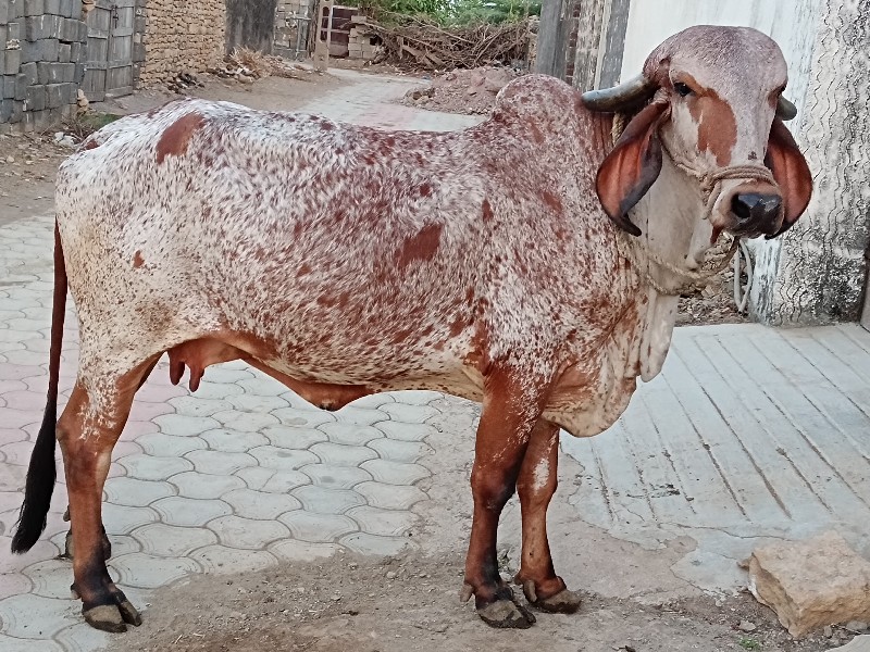 ગીર ગાય વેચવાની...