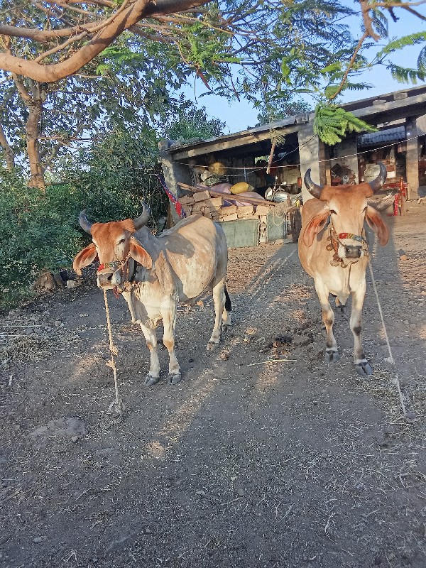 હાલતા બધાય સોજા