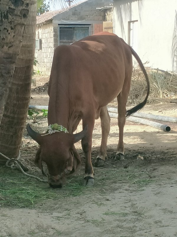 હર્ષદભાઈ મોકરીય...