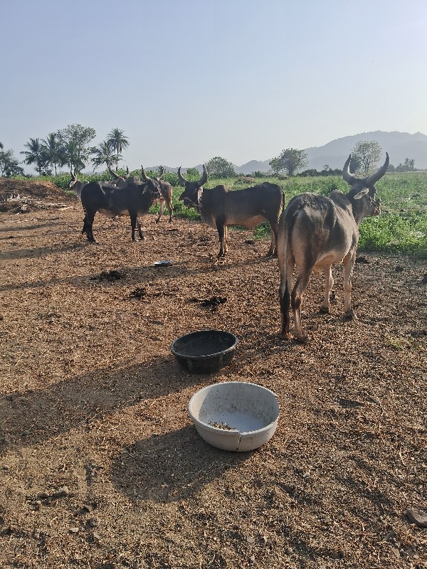 બળદ વેચવાના છે