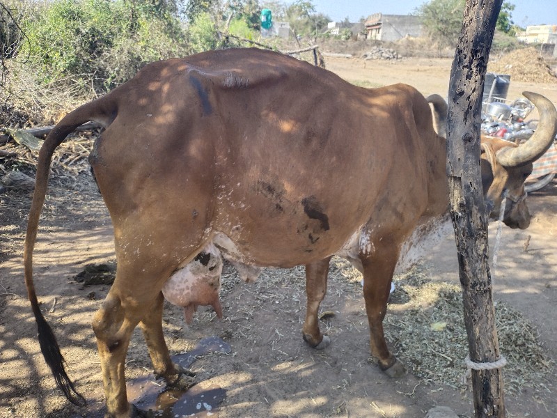 મયનાની વીયાણલ છ...