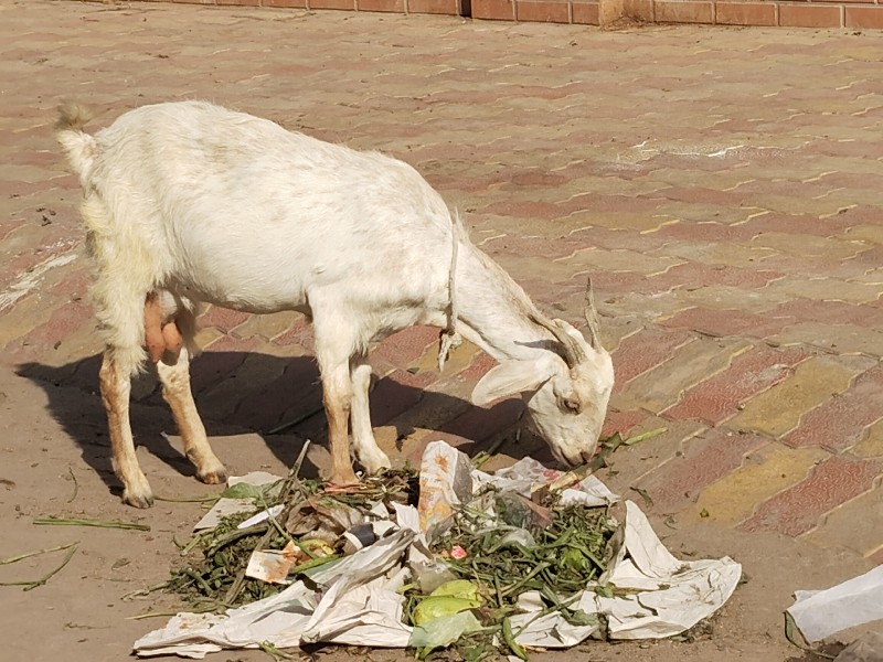 આ બકરી ગાભણ છે...