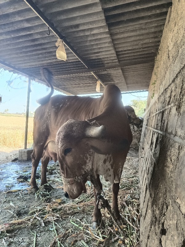 gir cow