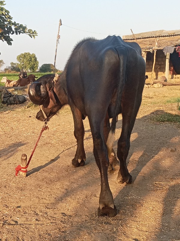 પાડો વેચવાનો છે