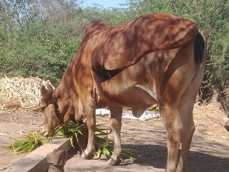 પેલું વેતર.