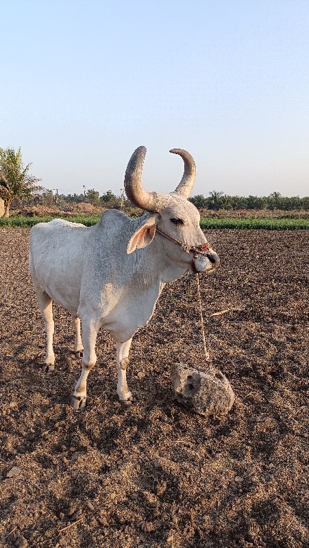 બળદ 4ધર