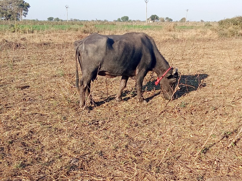 એક વેચવાની છે