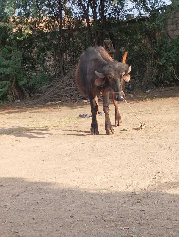 ખડાઈ વેચવાની છે