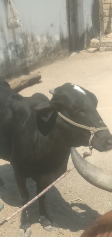 બે ઓડકીયુ વેસવા...