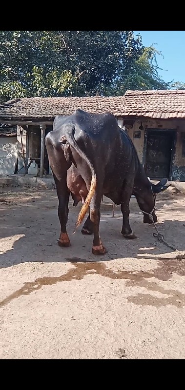 ભેસવેચવાનીછેવેત...