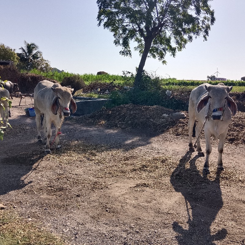 ધોધલા‌ વેચવાના‌...