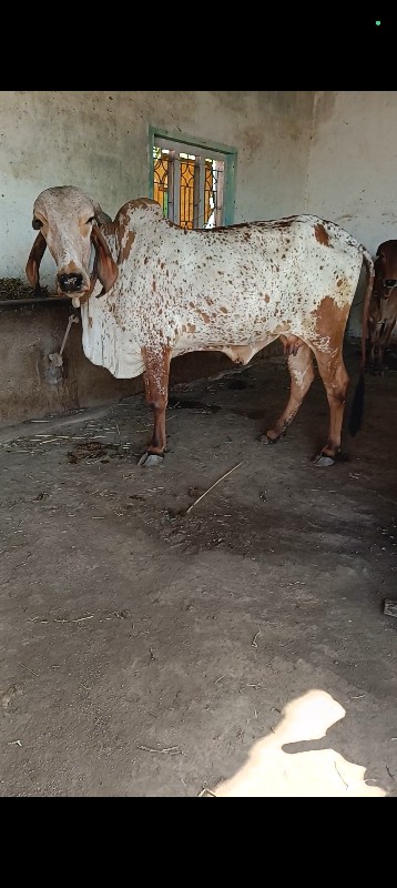 ગીરગાય